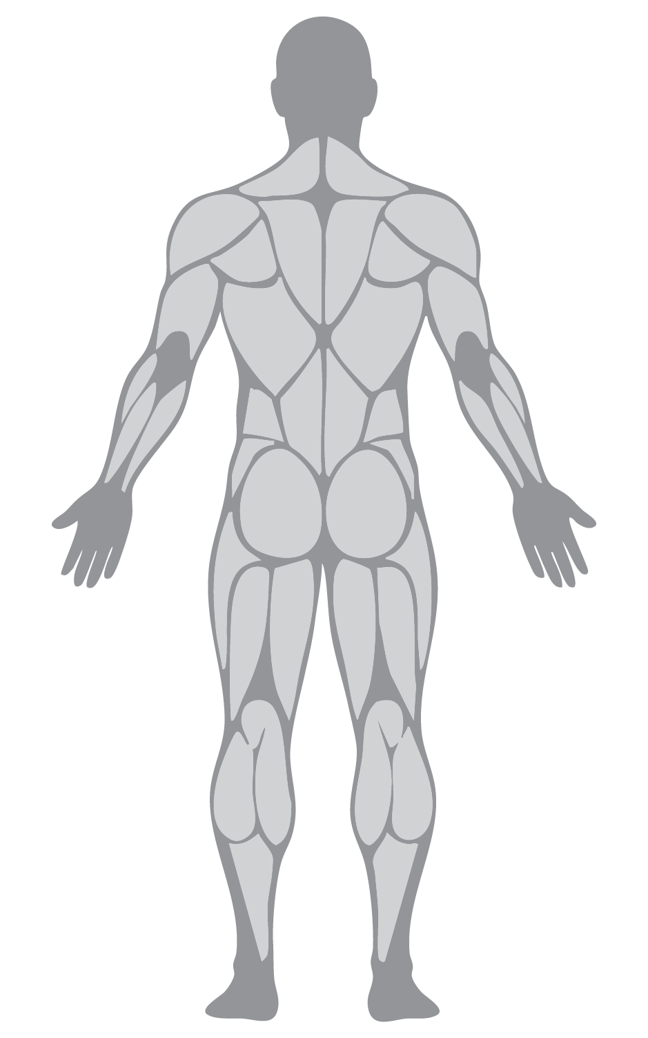 Back muscle map