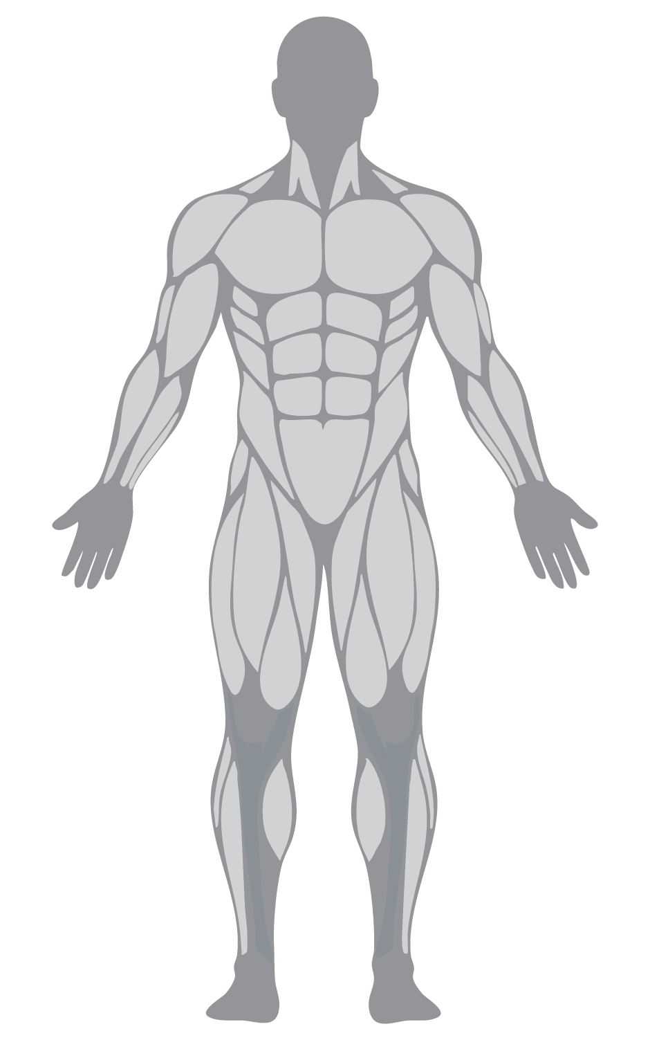 Front muscle map